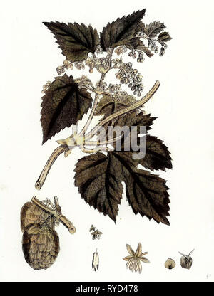 Humulus lupulus Luppolo Foto Stock