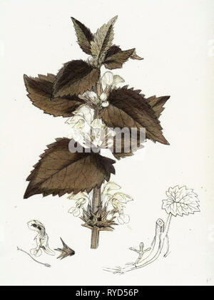 Lamium Album Dead-Nettle bianco Foto Stock