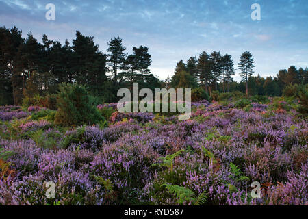 Brughiera e di pino silvestre Pinus sylvestris sulla collina Mogshade con Bolderwood a piedi al di là, New Forest National Park, Hampshire, Inghilterra, Regno Unito, 20 Settembre Foto Stock