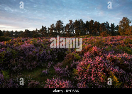 Brughiera e di pino silvestre Pinus sylvestris sulla collina Mogshade con Bolderwood a piedi al di là, New Forest National Park, Hampshire, Inghilterra, Regno Unito, 20 Settembre Foto Stock