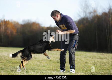 L'uomo gioca con maggiore Swiss Mountain Dog Foto Stock