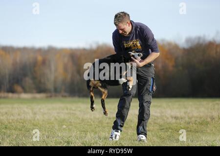 L'uomo gioca con maggiore Swiss Mountain Dog Foto Stock