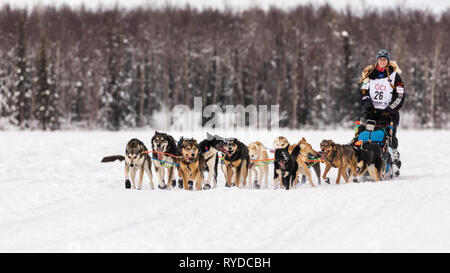 Musher Kristy Berington dopo il riavvio a Willow xlvii sentiero Iditarod Sled Dog Race in Alaska centromeridionale. Foto Stock