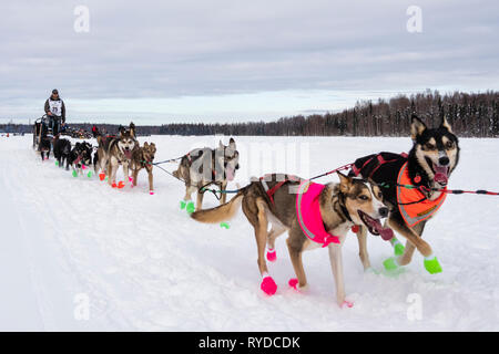 Musher Jeff Deeter dopo il riavvio a Willow xlvii sentiero Iditarod Sled Dog Race in Alaska centromeridionale. Foto Stock