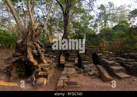 Albero che cresce sulle rovine di antichi Thmor Spean Bridge, Angkor Sito Patrimonio Mondiale, Siem Reap, Cambogia Foto Stock