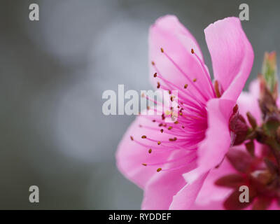 Vista laterale in prossimità di un rosa luminoso peach albero da frutto in fiore che sboccia in primavera Foto Stock