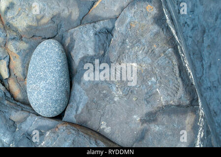 I fossili esposti sulla battuta di acero Dolomite letti a Kimmeridge Bay nel Dorset Regno Unito Foto Stock