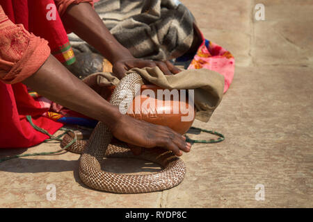 Ultimo serpente incantatore (Beda geek) da Benares con Hamandryad (Indian Cobra, Naja naja). Professione diventa estremamente raro a causa del divieto di stato, disapp Foto Stock