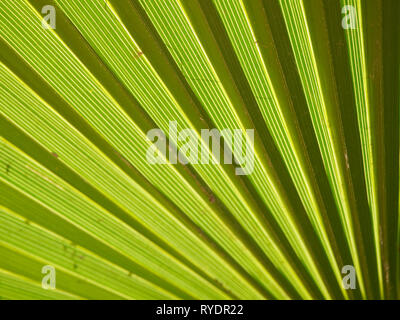 La luce che brilla attraverso un palm frond mostra verde dettagliata e strisce gialle Foto Stock