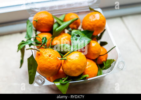 Primo piano della scatola di plastica con molti satsuma mandarini arance sul pavimento con vibranti colori vividi e foglie verdi frutto Foto Stock