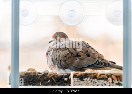 Vista dettagliata del lutto colomba seduta di uccello appollaiato sulla plastica vetro persico alimentatore da dadi semi in Virginia Foto Stock