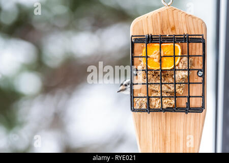 Vista dettagliata del metallo in legno suet gabbia alimentatore in Virginia e il picchio lanuginosa spiata dietro metà arancione con burro di arachidi e bokeh di fondo durante wi Foto Stock