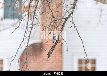 Virginia stagione invernale e roverella femmina picchio appollaiato sulla quercia ramo con sfondo bokeh di casa Foto Stock