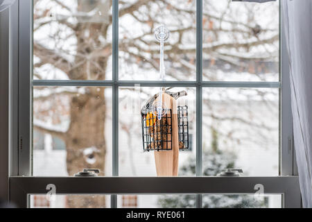 Unione starling un uccello appollaiato sulla plastica appeso suet torta gabbia alimentatore da una finestra in Virginia mangiare mangime Foto Stock