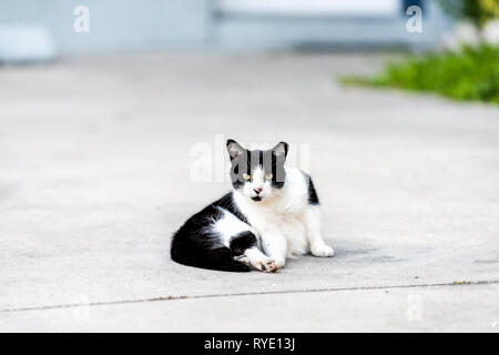 Stray in bianco e nero gatto con gli occhi gialli che giace seduto sul marciapiede street di Sarasota in Florida guardando dritto in telecamera Foto Stock