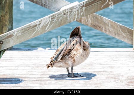 Un giovane bambino orientale pellicano bruno bird closeup in Florida Bay vicino a Sanibel Island preening piume con olio in piedi sul molo in legno boardwalk Foto Stock