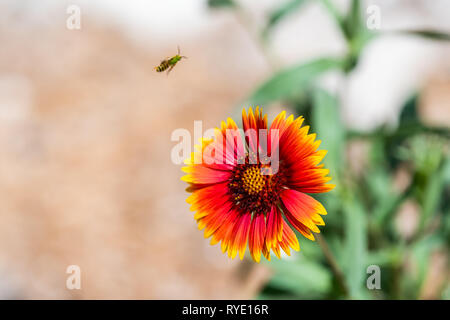 Macro closeup di uno rosso e arancione Goblin indiano coperta Fiore e bee battenti con bokeh sfondo sfocato e colori vivaci Foto Stock