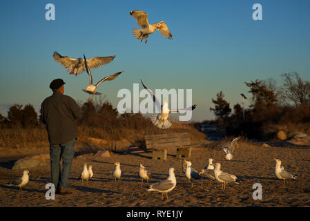 Madison, CT, Stati Uniti d'America. Feb 2019. Un anziano uomo fa regolarmente una visita a questa Nuova Inghilterra beach per sfamare la sua seagull amici in volo. Foto Stock