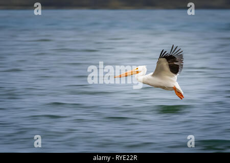 Americano bianco pellicani (Pelecanus erythrorhynchos) in volo Foto Stock