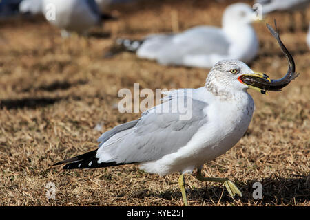 Anello-fatturati gabbiano (Larus delawarensis) mangia pesci di grandi dimensioni Foto Stock