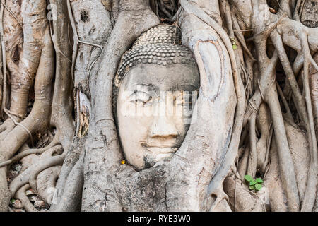 Testa di Buddha in radici di albero, Wat Mahathat, Ayutthaya Thailandia Foto Stock