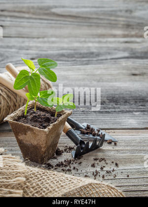 Concetto di giardinaggio: germogli verdi di piantine in una pentola di torba, rastrello e pala su uno sfondo di legno, con spazio per il testo. L'immagine verticale Foto Stock