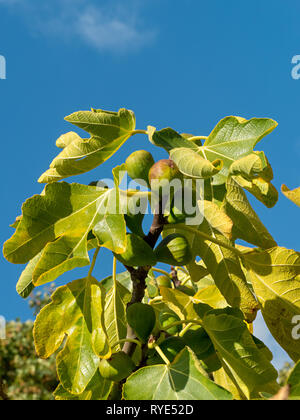 Soleggiato fichi verdi che cresce su un albero di fico (Ficus carica Angelique) ramo con foglie contro il cielo blu, Autunno, England, Regno Unito Foto Stock