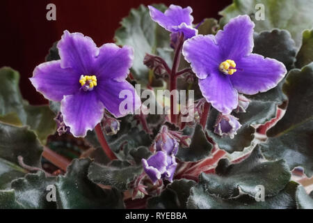 Close-up di fiori viola di un African Violet (Saintpaulia) Foto Stock