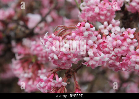 Wintersnowball con ghiaccio sulla testa di fiori. Colori variegating dal bianco al rosa. Messaggero di primavera. Foto Stock