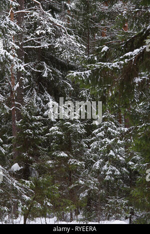 Foresta in primavera. I rami degli abeti sono coperti con i resti di fusione pesante neve. Foto Stock