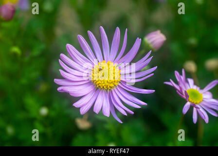 Le formiche si può vedere la raccolta di nettare da un viola Daisy Osteospermum il nome comune africana di Daisy Foto Stock