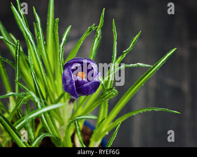 Vista ravvicinata della viola piccolo fiore di crocus con foglie in gocce Foto Stock