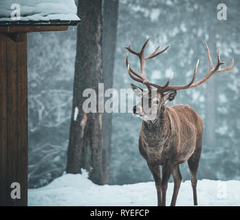 Bellissimi cervi stag in coperta di neve in inverno il paesaggio della foresta Foto Stock