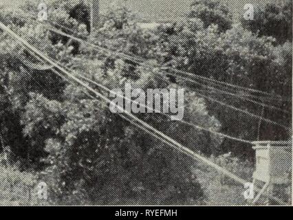 Efficacia dei riscaldatori orchard effectivenessofo0723kepn Anno: 1951 Fig. 8. Foto della rete di cavi per termocoppie e altri strumenti in uno acri al Riverside. La foto è stata scattata durante il primo anno di prove; gli alberi erano molto più grandi di entro la fine del periodo di cinque anni durante il quale le prove sono state condotte. [15] Foto Stock