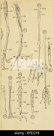 L'UEM : organo ufficiale dell'Australasian ornitologi' Unione emuofficialorgan1419141915roya Anno: 1901 PIASTRA I. Foto Stock