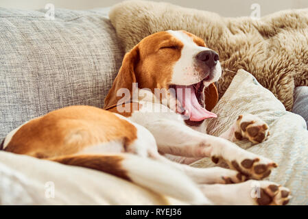 Cane su un divano in posa divertente. Beagle stanco di dormire sul divano.zampe verso l'alto sul retro. Sbadigliare a lungo con la lingua di fuori. Foto Stock