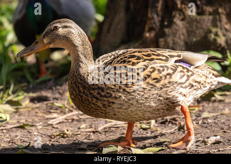 Ritratto di lato di una femmina di Mallard duck (Anas platyrhynchos) Foto Stock