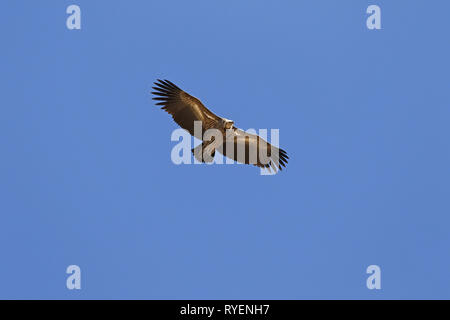 L'Himalayan Grifone soaring Foto Stock
