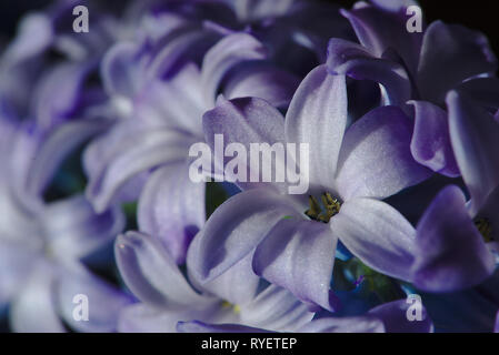 Cluster di naturale giacinto blu fiori in close-up Foto Stock