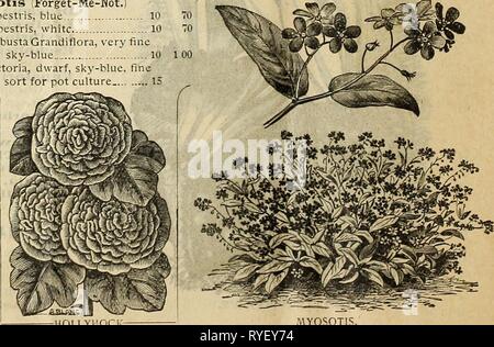 E. H. Hunt catalogo1895ehhuntscatalog ehhu Anno: 1895 LOBELIA. -HOLLYHOCK MYOSOTIS. Foto Stock