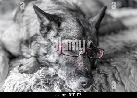 Close-up di cane rosa che indossa gli occhiali da lettura Foto Stock