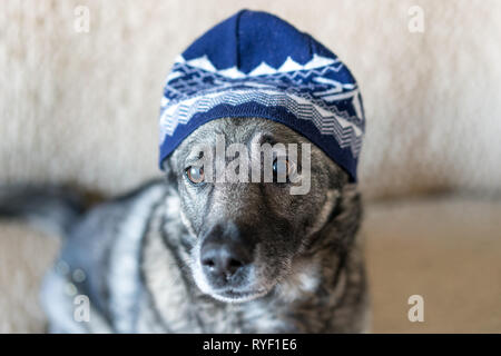 Cane grigio è seduto sul divano. La testa del cane è coperta con una maglia blu hat. Foto Stock