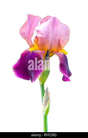 Il gambo di un singolo Deep Purple fiore del barbuto (iris Iris germanica) isolati contro uno sfondo bianco Foto Stock