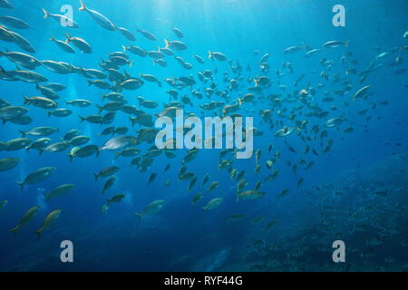 Scuola di pesce orate underwater nel Mediterraneo, Port-Cros, Cote d'Azur, in Francia Foto Stock