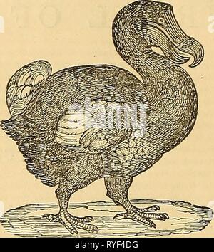 Edinburgh ufficiale di storia naturale e delle scienze fisiche edinburghjournal01macg Anno: 1835 La terza e più perfetta rappresentazione del Dodo, è preso dal â"¢ JJis- toria SniurQlis ut Mcdica India: Oiientalh,'' da Jacob Bontius, apparso in 1(558. Ray che pubblicato in 1676 e 1688 aa edizione di Willughby di ornitologia, ora siamo in grado di fornire una copia del dipinto del Dodo nel British Museum che Edwards fedelmente imitato nella sua ' Storia di rari uccelli,' a piastra 294, pub- fissate nel 1760. Egli dice, ' la foto originale è stato disegnato in Olanda, da un uccello vivo b Foto Stock