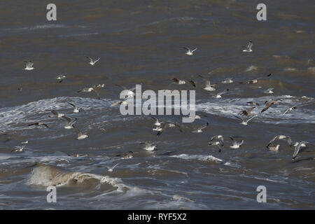 Islanda Gabbiano (Larus glaucoides) tra gli altri i gabbiani Foto Stock