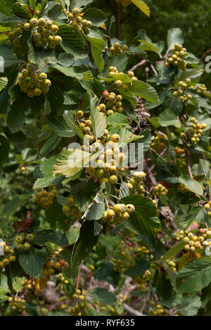 Sorbus aria Foto Stock