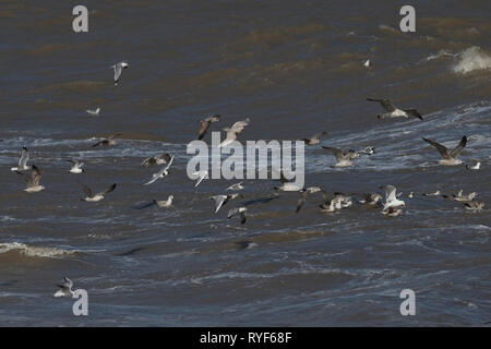 Islanda Gabbiano (Larus glaucoides) tra gli altri i gabbiani Foto Stock