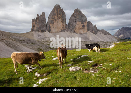 Mucche al pascolo e le Tre Cime di Lavaredo picchi di montagna. Le Tre Cime di Lavaredo Nature Park. Paesaggio di montagna. Le Dolomiti di Sesto. Alpi italiane. L'Europa. Foto Stock