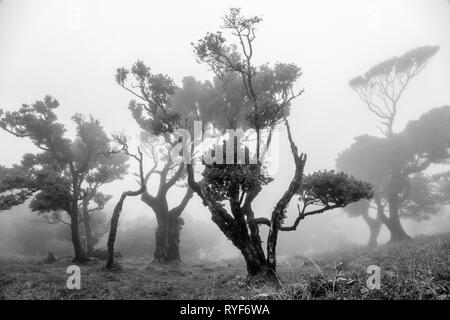 Gli alberi di alloro nella nebbia nella parte dell'antica Laurisilva vicino Fanal, di Madera Foto Stock